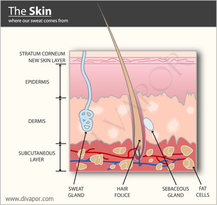 Sweating and Skin Health